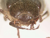 Phyllophaga apolinaria image