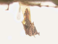 Phyllophaga apolinaria image