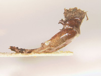 Phyllophaga apolinaria image