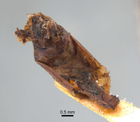 Phyllophaga apolinaria image