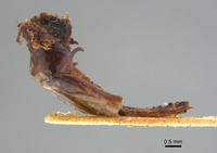 Phyllophaga apolinaria image