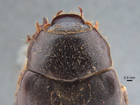 Phyllophaga apolinaria image