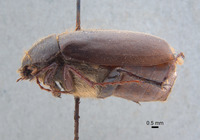 Phyllophaga apolinaria image