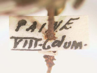 Phyllophaga apolinaria image