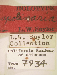 Phyllophaga apolinaria image