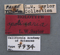 Phyllophaga apolinaria image