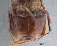 Phyllophaga apolinaria image