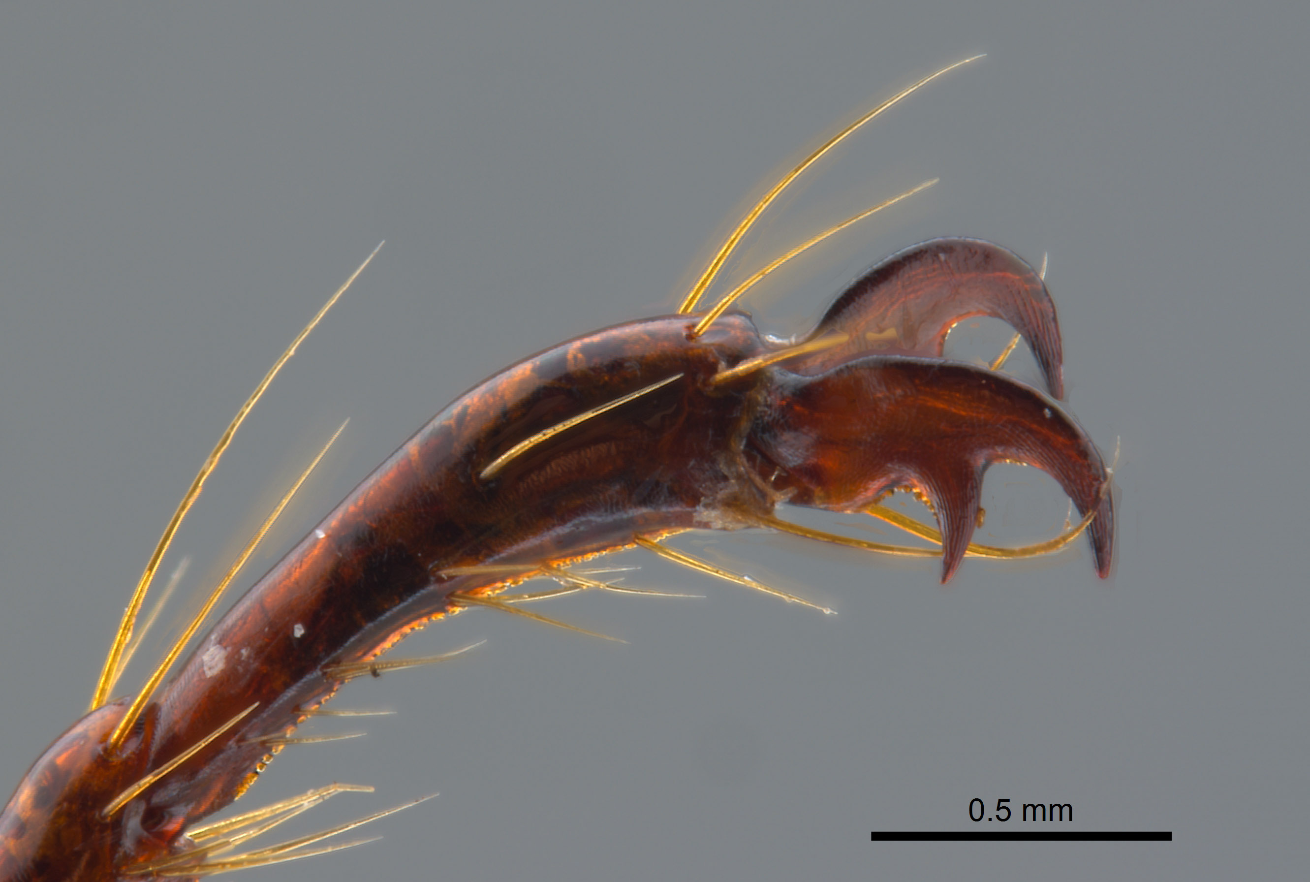 Phyllophaga brownella image
