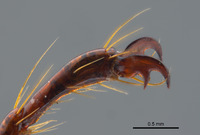 Phyllophaga brownella image