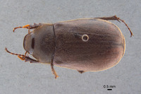 Phyllophaga brownella image