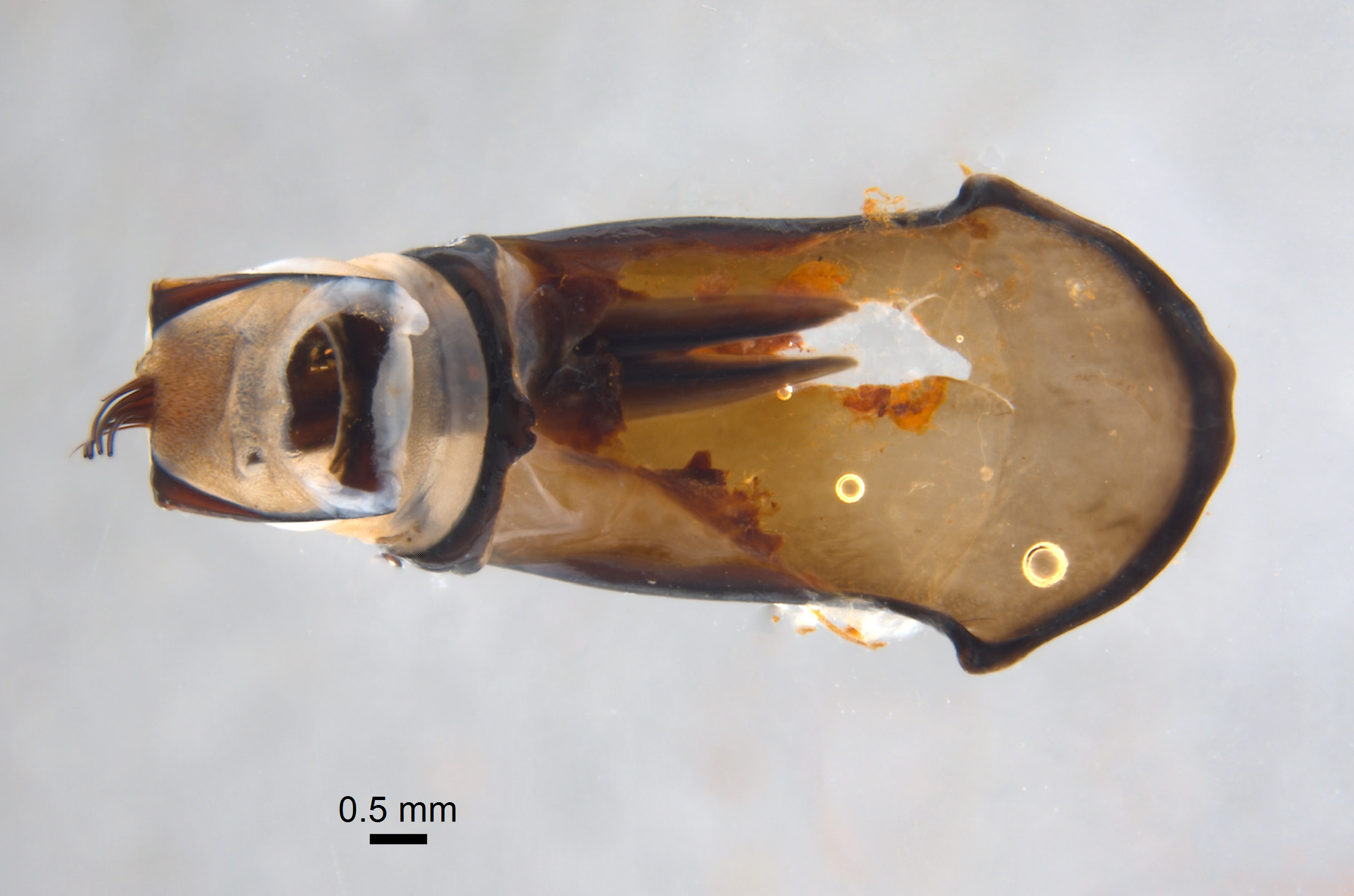 Phyllophaga brownella image