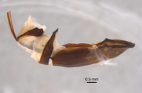 Phyllophaga brownella image