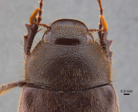 Phyllophaga brownella image
