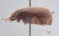 Phyllophaga brownella image