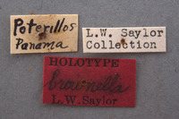 Phyllophaga brownella image