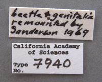 Phyllophaga brownella image