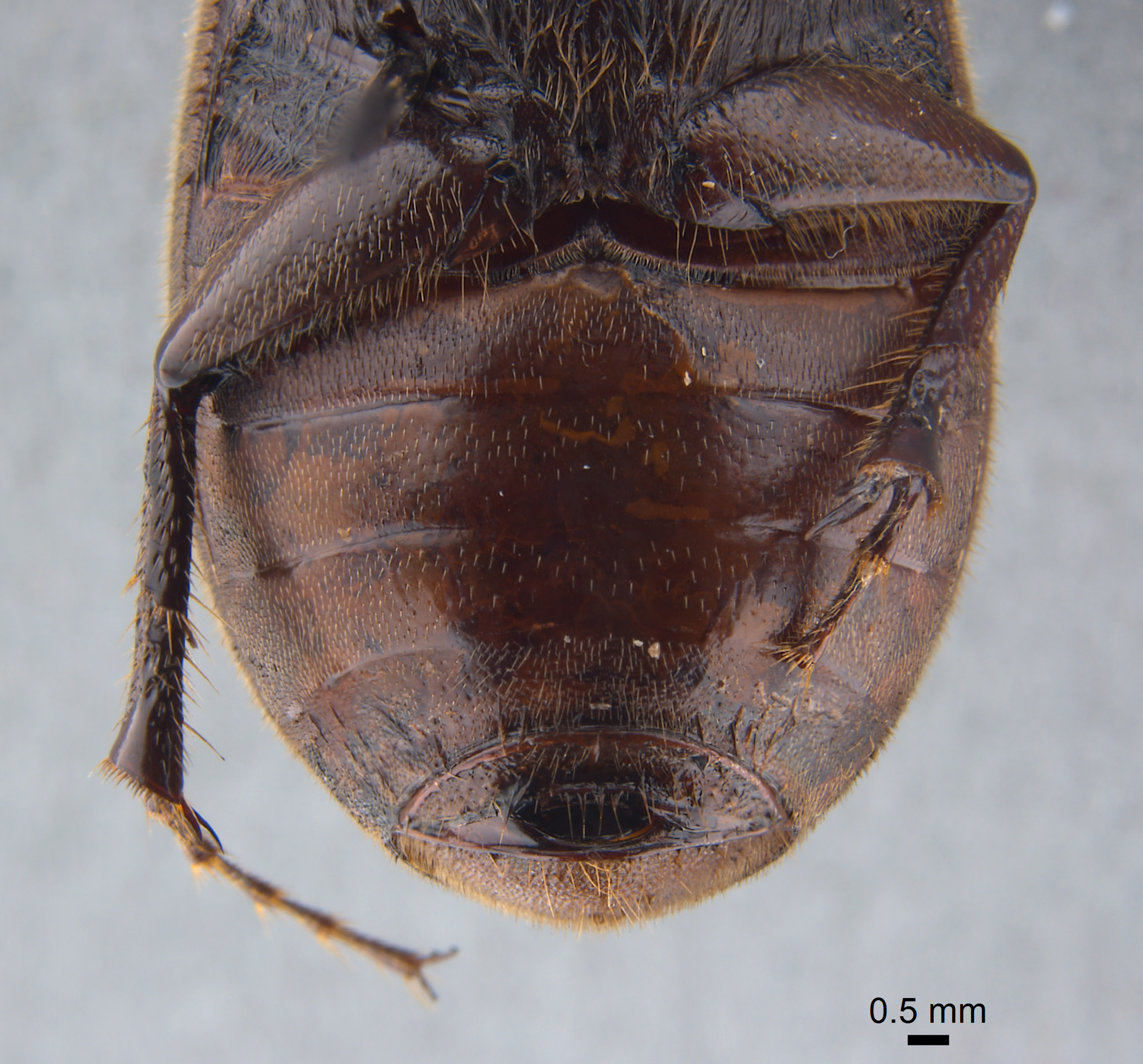 Phyllophaga brownella image