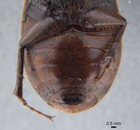 Phyllophaga brownella image