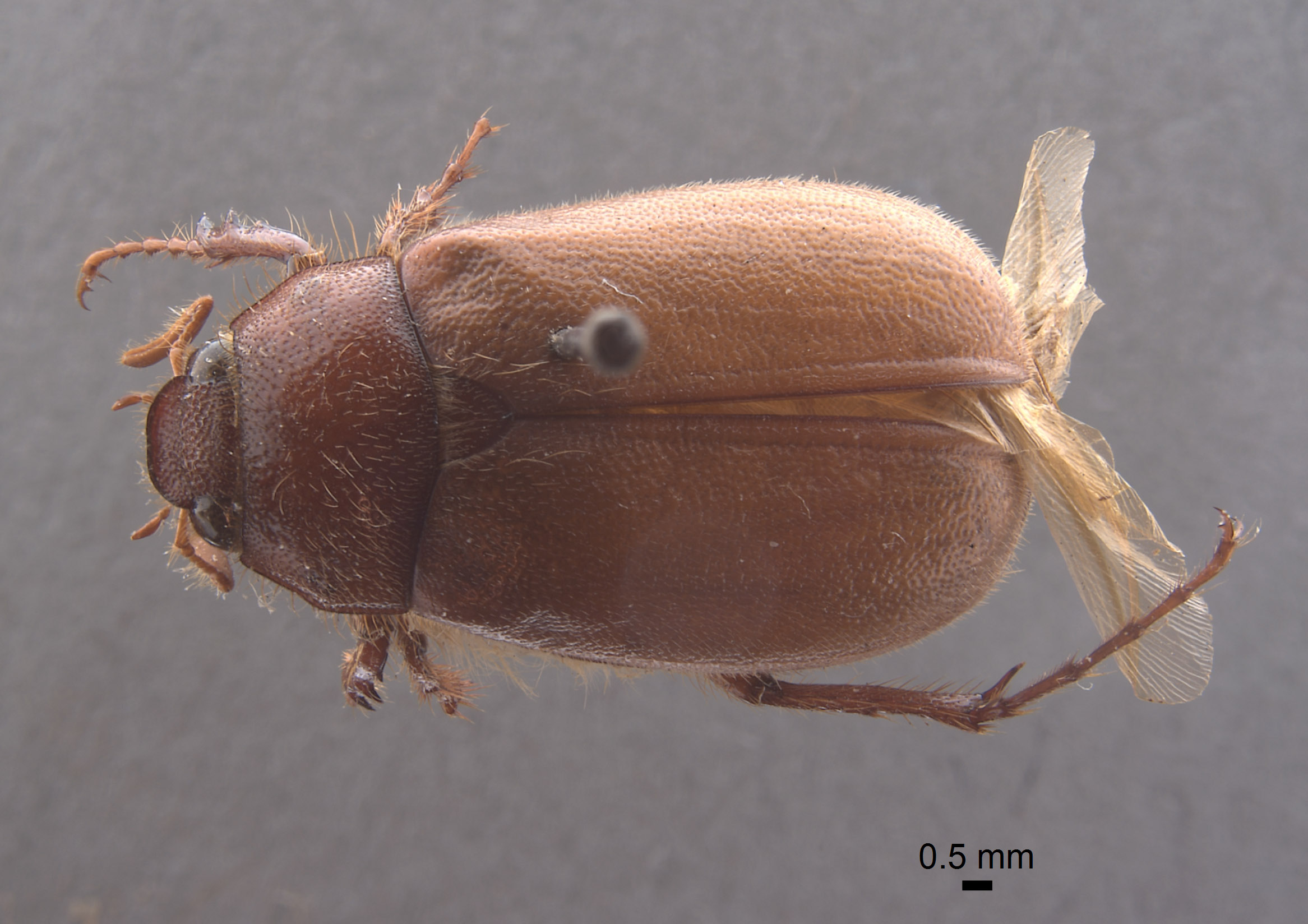 Phyllophaga chada image