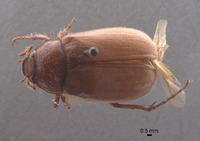 Phyllophaga chada image
