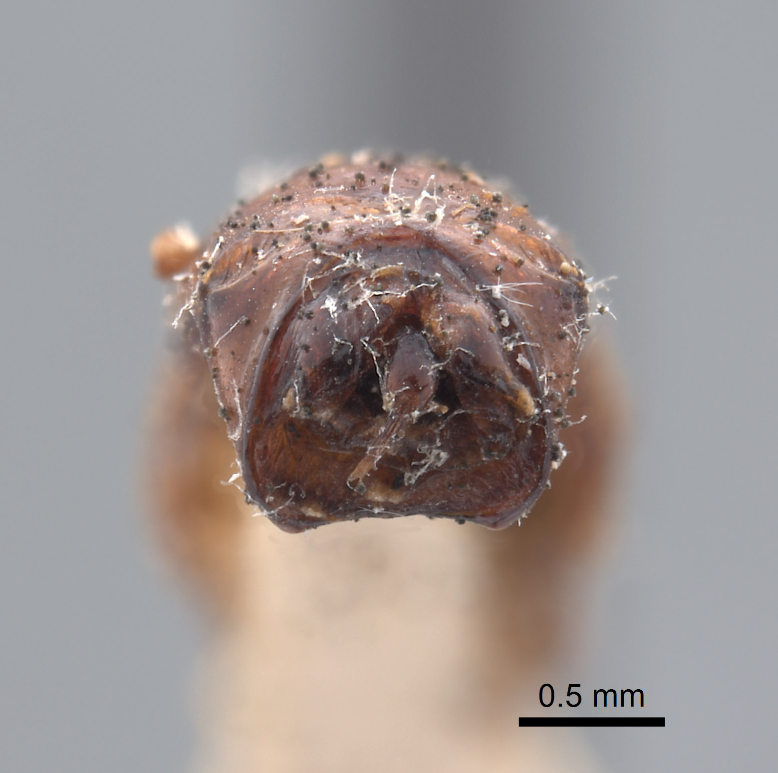 Phyllophaga chada image