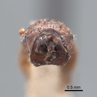 Phyllophaga chada image