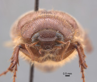 Phyllophaga chada image