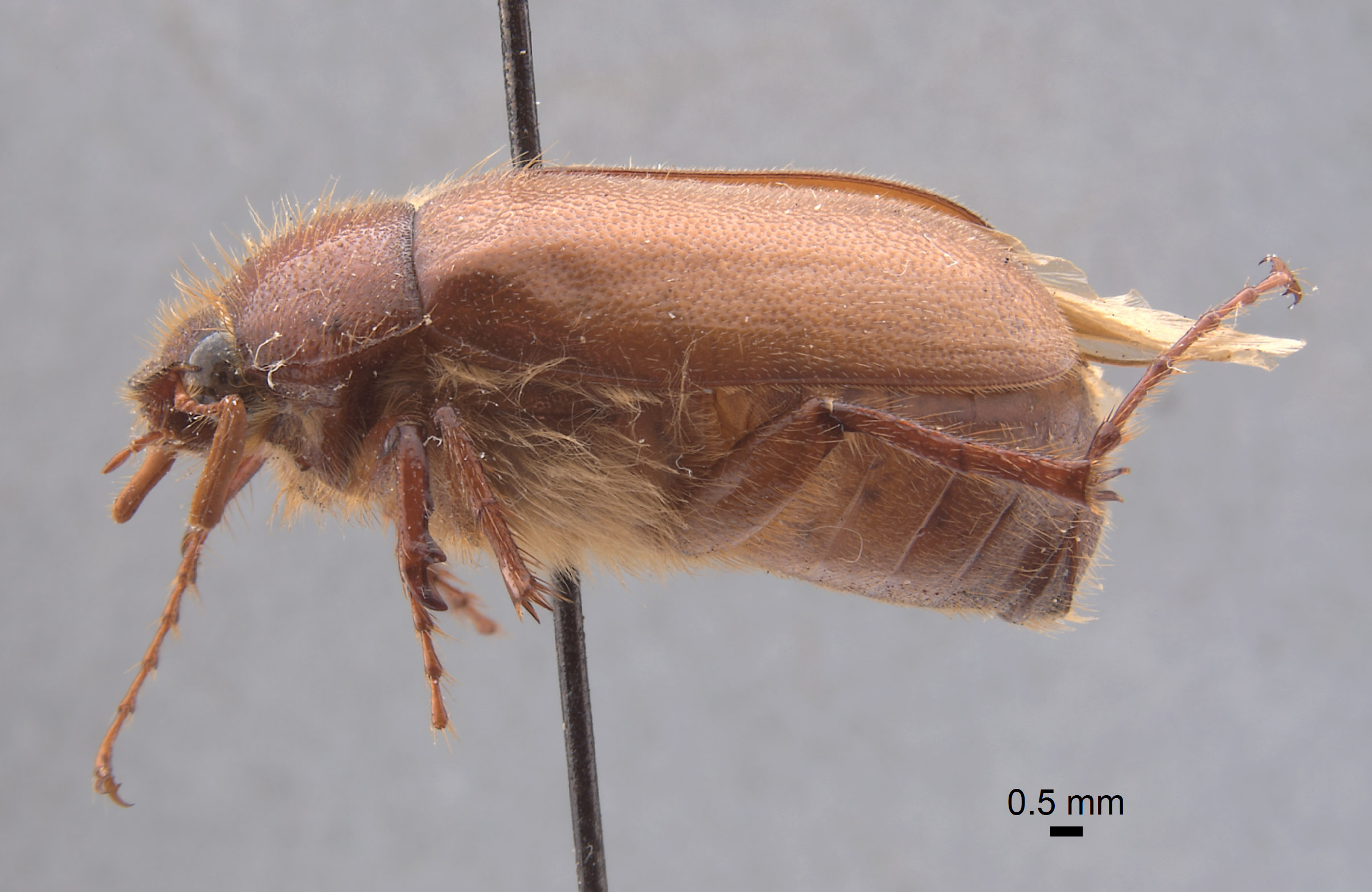 Phyllophaga chada image