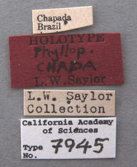 Phyllophaga chada image