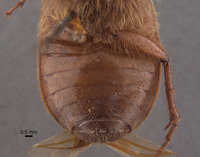Phyllophaga chada image