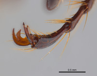 Phyllophaga coronadis image