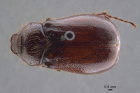 Phyllophaga coronadis image