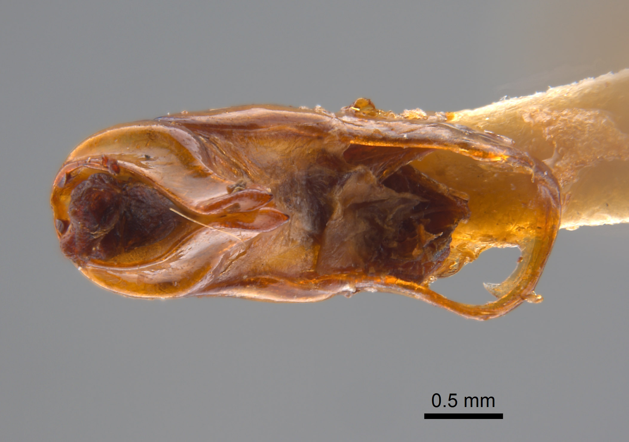 Phyllophaga coronadis image