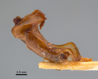 Phyllophaga coronadis image