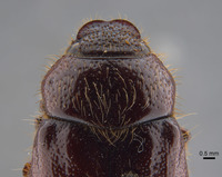 Phyllophaga coronadis image
