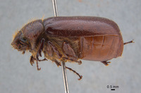 Phyllophaga coronadis image
