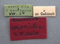 Phyllophaga coronadis image