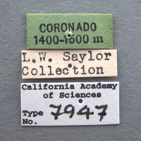 Phyllophaga coronadis image