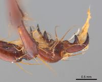 Phyllophaga erota image