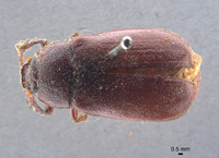 Phyllophaga erota image