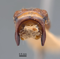 Phyllophaga erota image