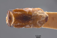 Phyllophaga erota image