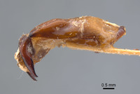 Phyllophaga erota image