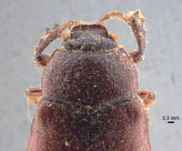 Phyllophaga erota image