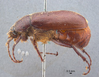 Phyllophaga erota image