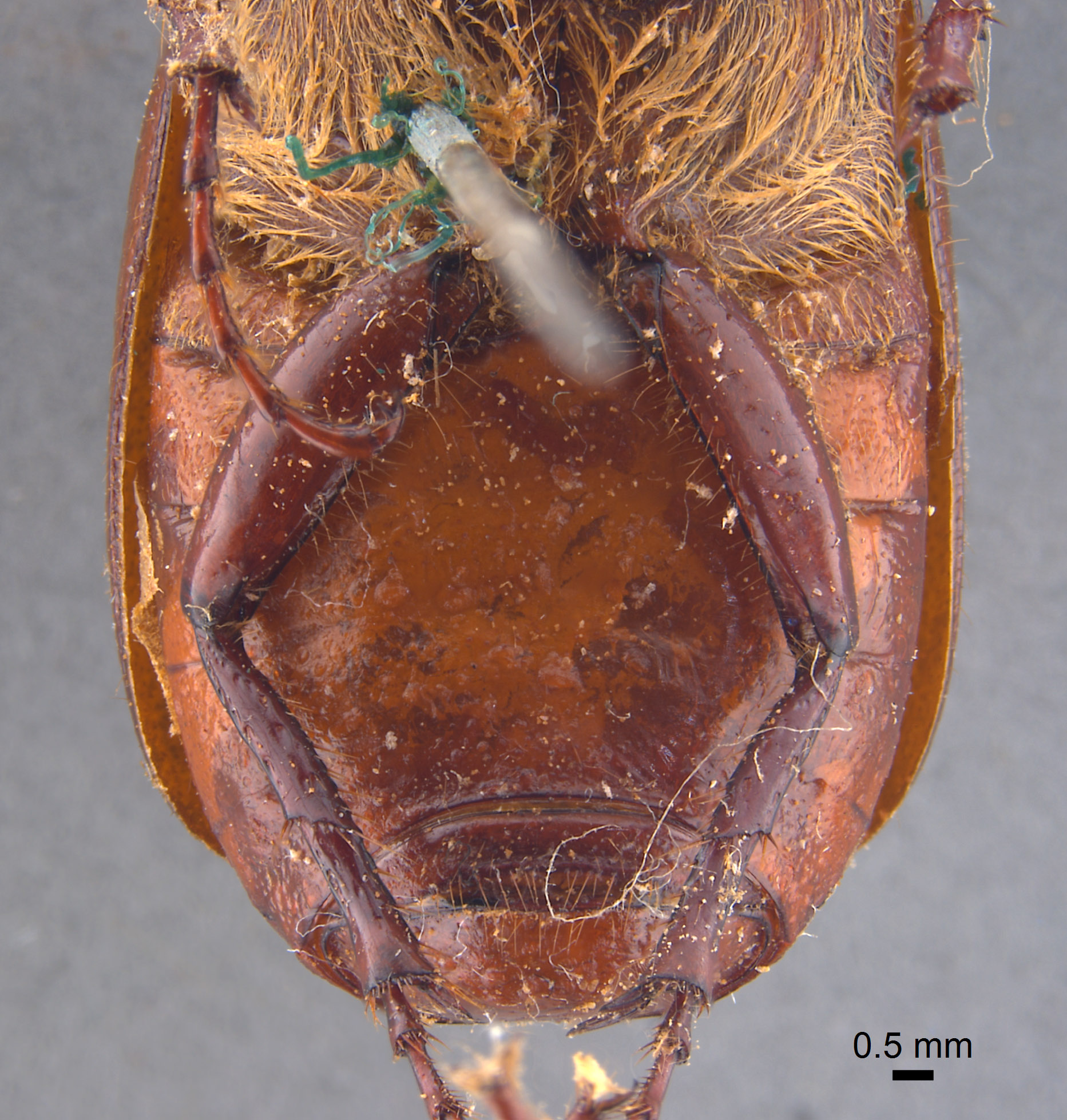Phyllophaga erota image