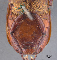 Phyllophaga erota image