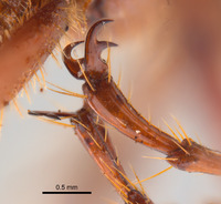 Phyllophaga favosa image