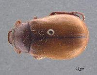 Phyllophaga favosa image