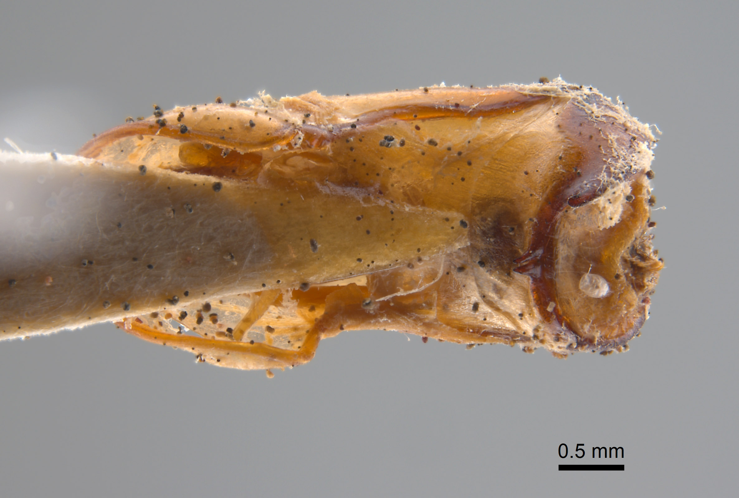 Phyllophaga favosa image